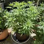 Humble Garden 25