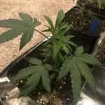 Black Cherry Punch 