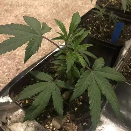Black Cherry Punch 