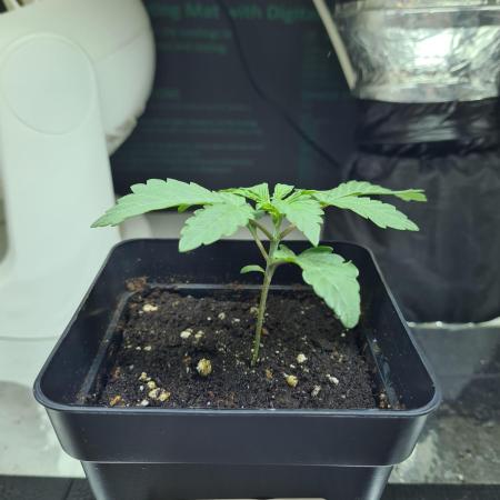 Nori Cake | Green House Seed Co.