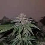 White Widow | Green House Seed Co.