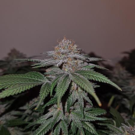 White Widow | Green House Seed Co.
