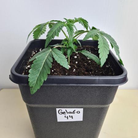 Gelato 44 | Royal Queen Seeds