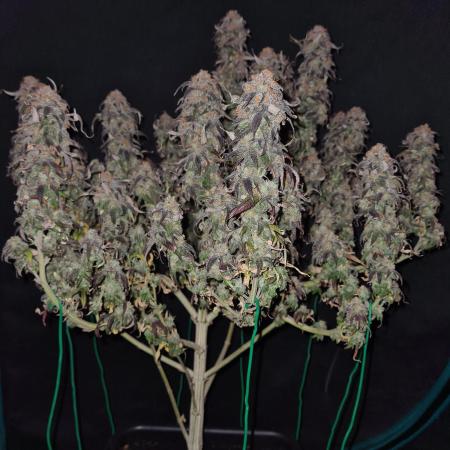 Haze Berry | Royal Queen Seeds