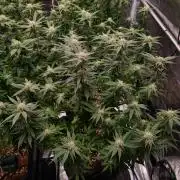 Haze Berry - Royal Queen Seeds