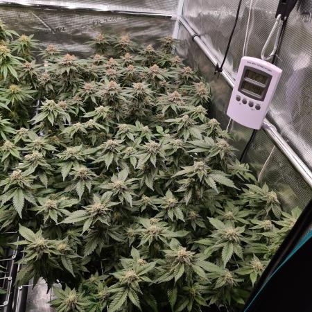 White Widow | Green House Seed Co.