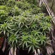 Haze Berry - Royal Queen Seeds