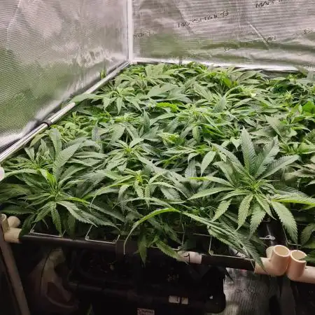 Damn Sour | Green House Seed Co.