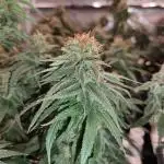 Damn Sour | Green House Seed Co.