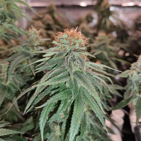 Damn Sour | Green House Seed Co.