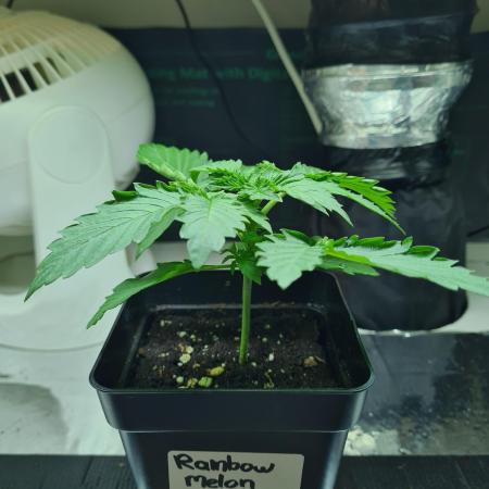 Rainbow Melon | Fast Buds