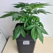 Rainbow Melon | Fast Buds