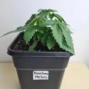 Rainbow Melon | Fast Buds