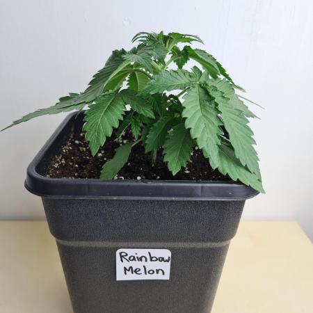 Rainbow Melon | Fast Buds