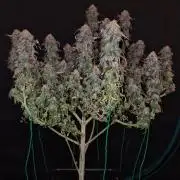 Haze Berry | Royal Queen Seeds