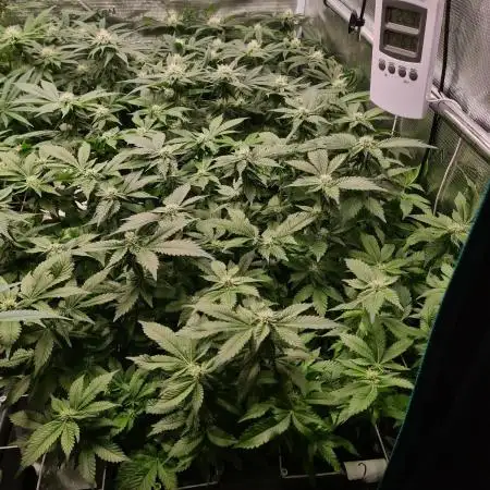White Widow | Green House Seed Co.