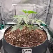 Lemonpaya | Fast Buds