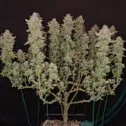 White Widow | Green House Seed Co.