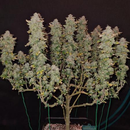 White Widow | Green House Seed Co.