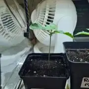 Lemonpaya | Fast Buds