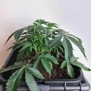 Gelato 44 | Royal Queen Seeds