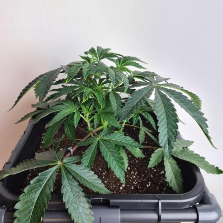 Gelato 44 | Royal Queen Seeds