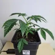 Gelato 44 | Royal Queen Seeds