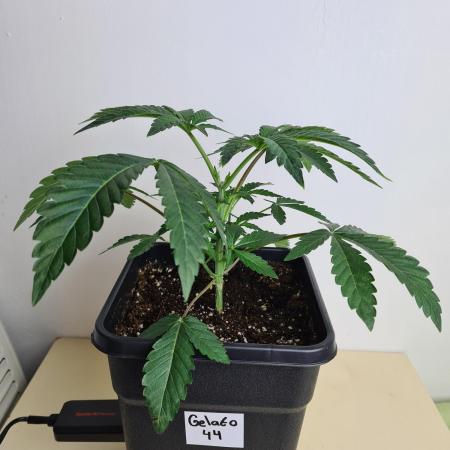 Gelato 44 | Royal Queen Seeds