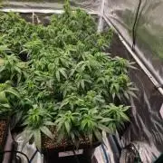 Haze Berry - Royal Queen Seeds
