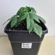 Tarte Tatin | Greenhouse Seeds Co.