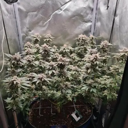 Runtz | Zamnesia Seeds
