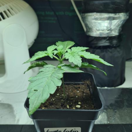 Tarte Tatin | Greenhouse Seeds Co.