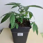 Nori Cake | Green House Seed Co.