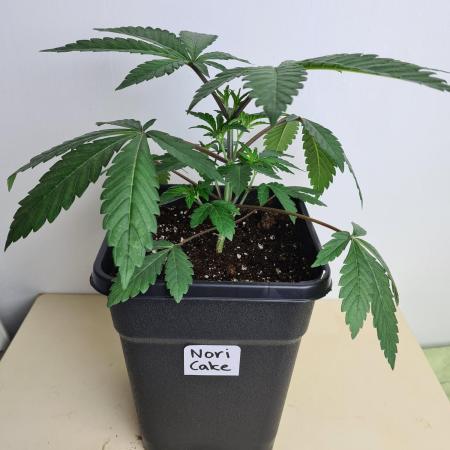 Nori Cake | Green House Seed Co.