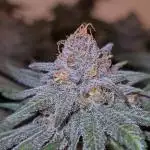 White Widow | Green House Seed Co.