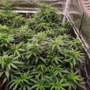 Haze Berry - Royal Queen Seeds