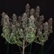 Haze Berry | Royal Queen Seeds