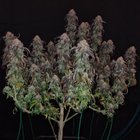 Haze Berry | Royal Queen Seeds