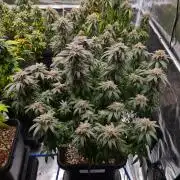 Haze Berry | Royal Queen Seeds