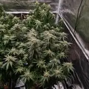 Haze Berry - Royal Queen Seeds