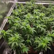 White Widow - Green House Seed Co.