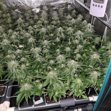 White Widow | Green House Seed Co.