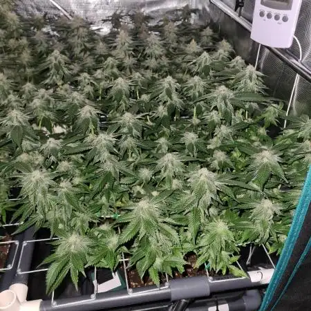 White Widow | Green House Seed Co.