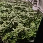 White Widow | Green House Seed Co.