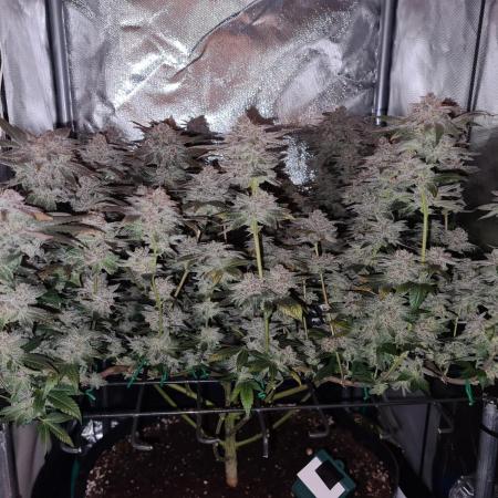 Runtz | Zamnesia Seeds