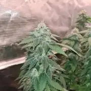 White Widow | Green House Seed Co.