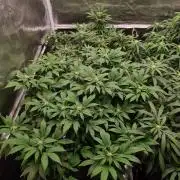 White Widow - Green House Seed Co.