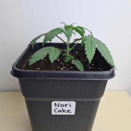 Nori Cake | Green House Seed Co.