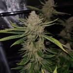 Chemdog (Feminised) | Green House Seed Co. | AutoPot | Timelapse