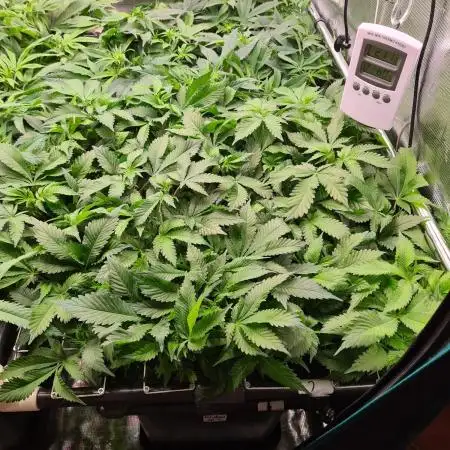 White Widow | Green House Seed Co.